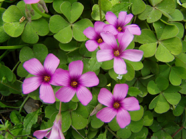 农村常见的100种植物,100种常见草本植物