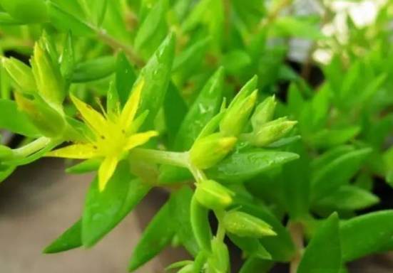 这五种盆栽真心值得养,不用经常换盆根系不发达的盆栽