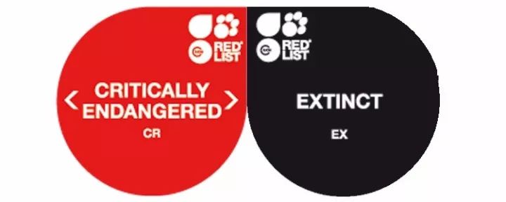 被吃灭绝的禾花雀,禾花雀有多危险