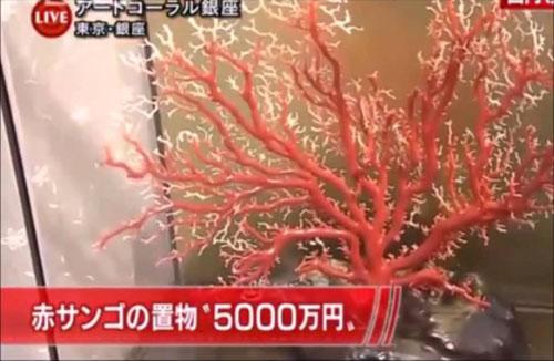日本红珊瑚,日本红珊瑚贵不贵