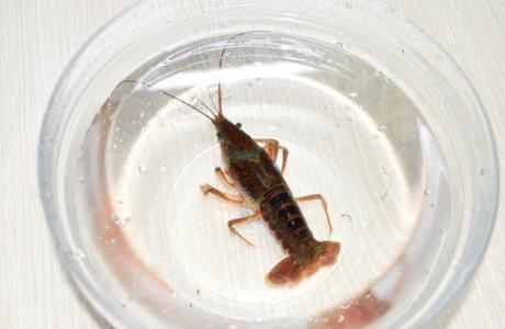 小龙虾怎么清洗最干净最快,小龙虾怎么清洗最快最干净