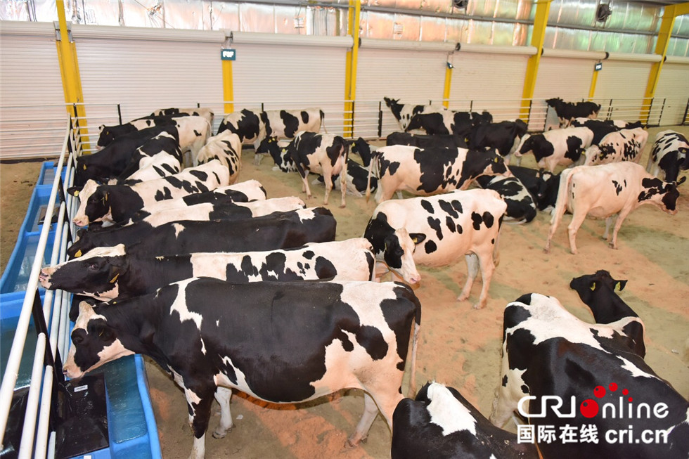 卡塔尔断交危机是哪一年,卡塔尔断交危机是怎么回事