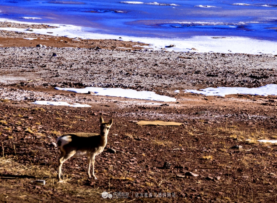 逃离香格里拉,逃离唐古拉山