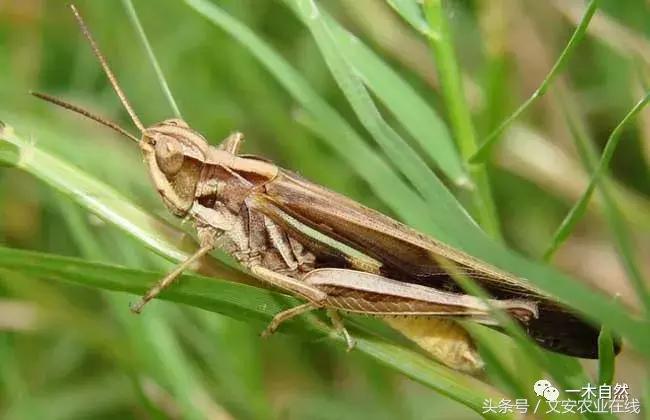 秋天昆虫图谱大全,室内常见昆虫图谱