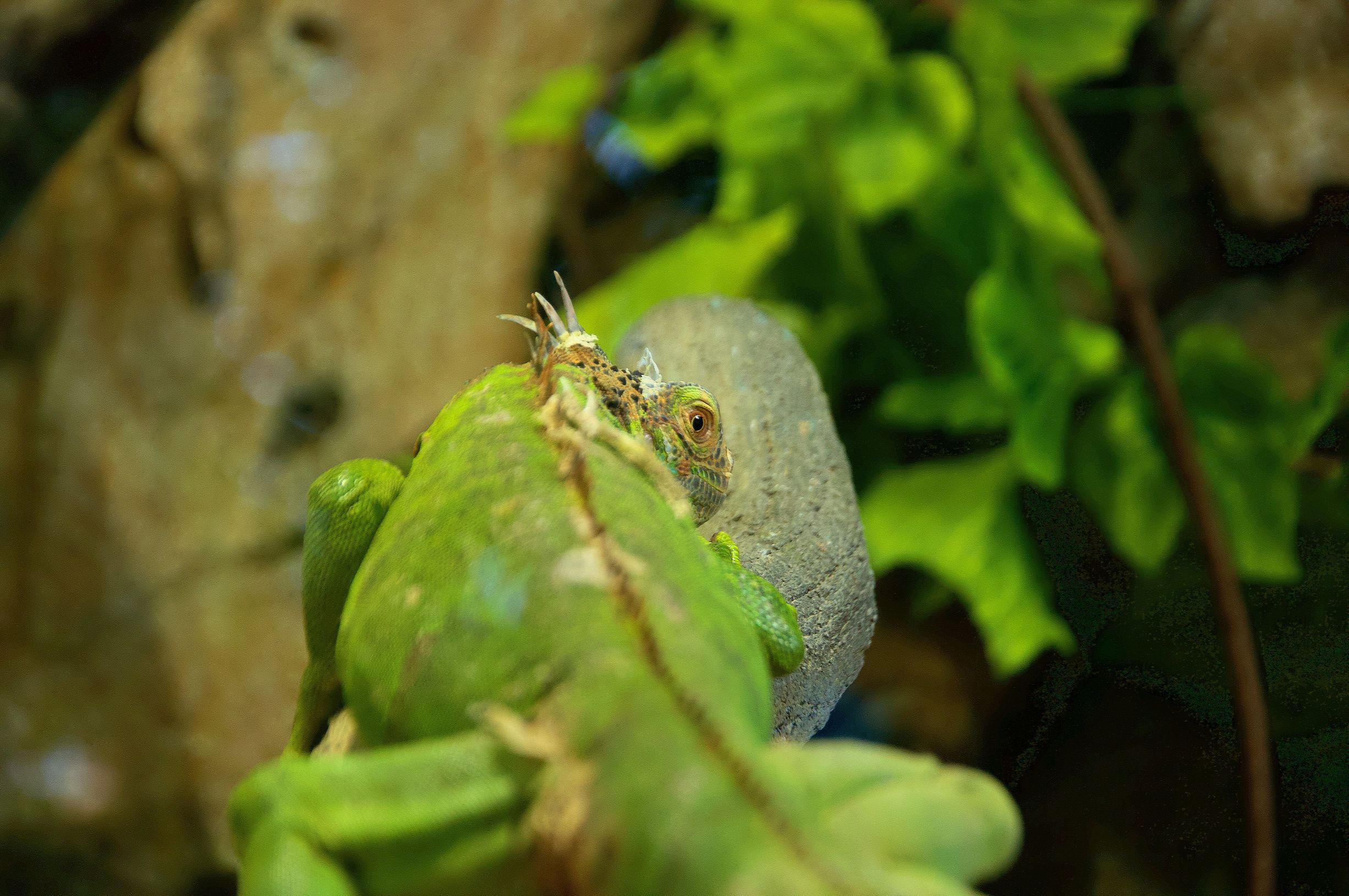 三亚度假巨无霸五天五夜玩不腻,避寒之旅三亚