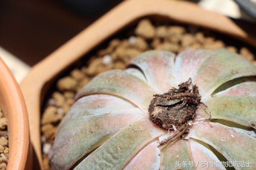 网购的多肉收到货怎么盆栽,脱土多肉收到后怎么处理