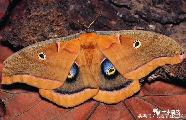 秋天昆虫图谱大全,室内常见昆虫图谱