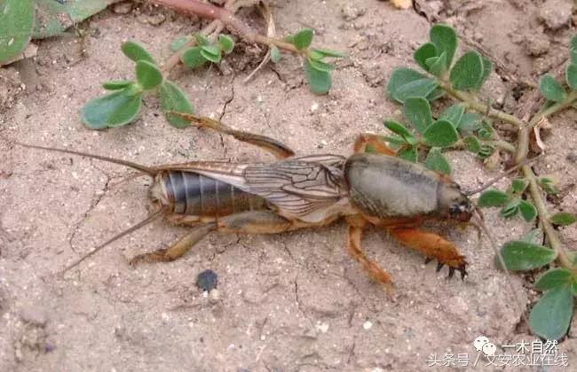 秋天昆虫图谱大全,室内常见昆虫图谱