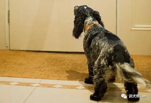 怎么快速教会幼犬拜拜,如何制止成年犬吠叫