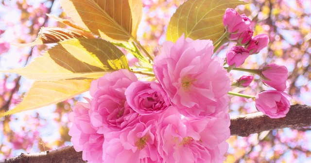 樱花花蜜的作用与功效,樱花花蜜功效