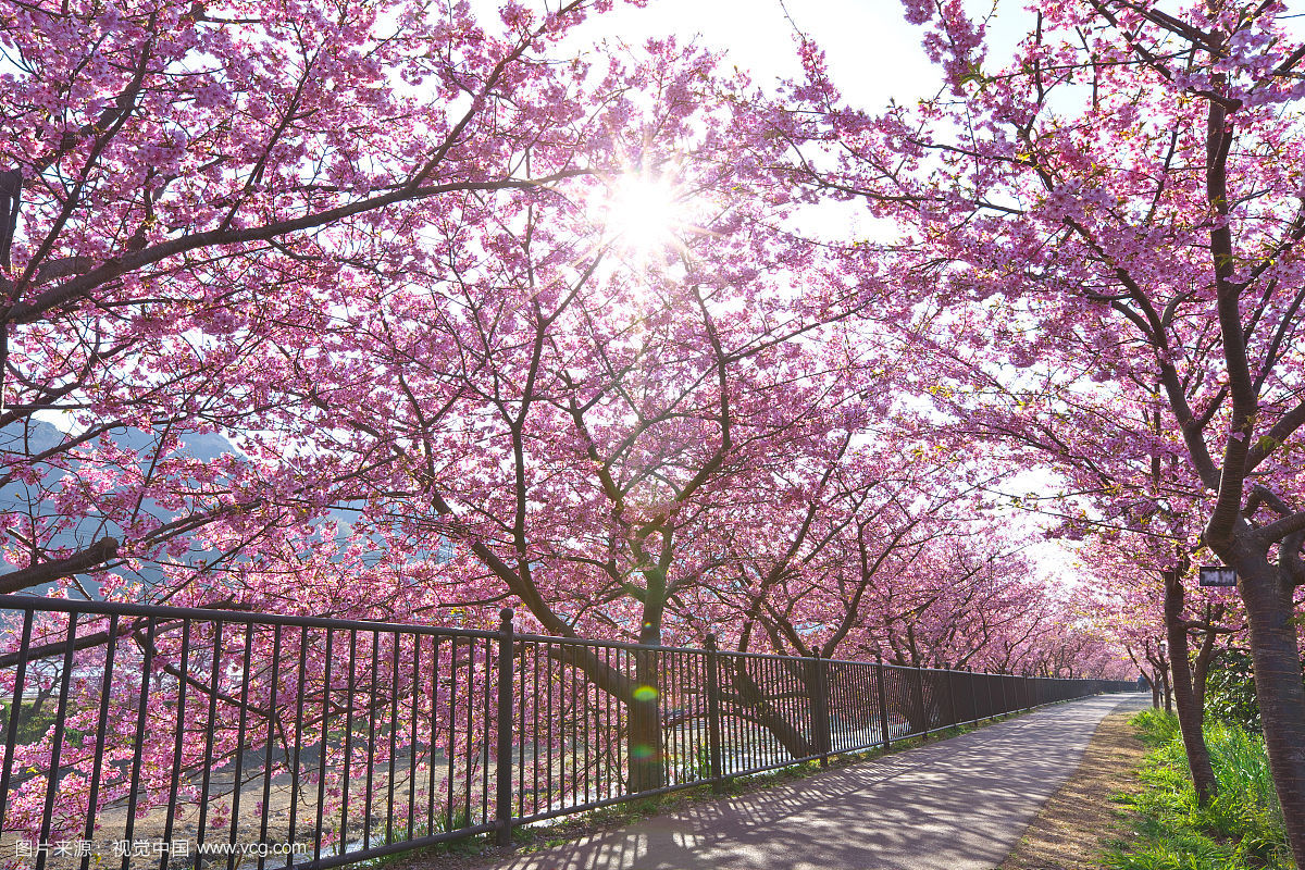 樱花花蜜的作用与功效,樱花花蜜功效