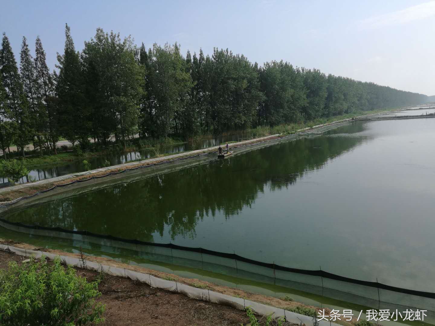 龙虾养殖攻略新手教学视频,近期龙虾养殖技术如何