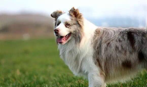 纯种狗和串串哪个不容易生病,纯种犬和串串犬