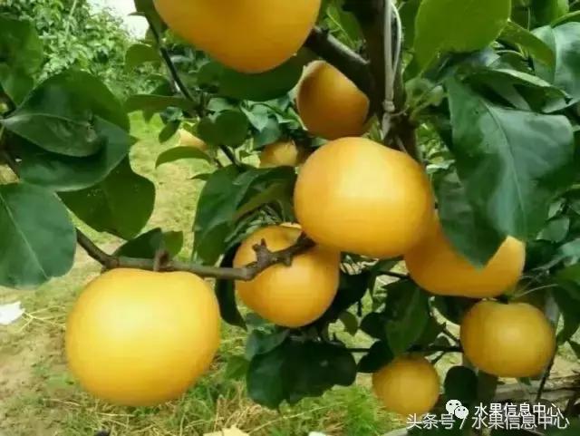 什么品种的梨子又大又甜水分又多,水果梨子产地
