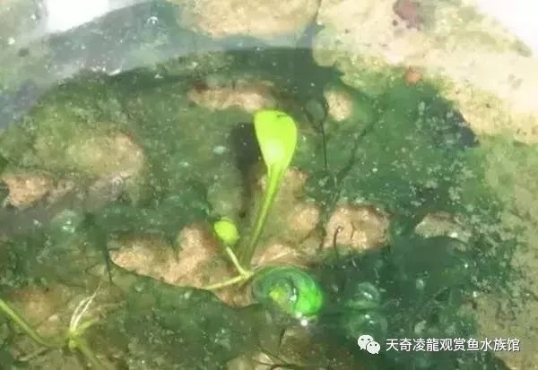 草缸防止藻类爆发,草缸十大危险鱼排名