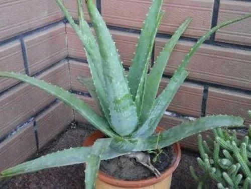 花卉过冬后怎么办,花卉被冻伤的叶子怎么处理