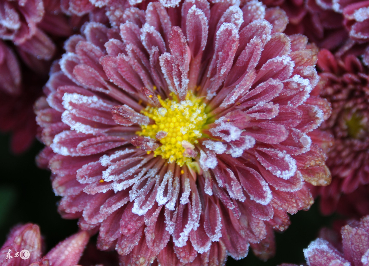 菊花残，满地伤，马应龙能不能帮上忙？