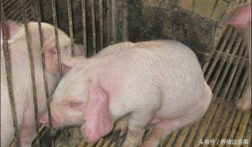 副猪嗜血杆菌病的主要临床表现为,副猪嗜血杆菌病症状和治疗方法