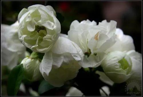 花卉过冬后怎么办,花卉被冻伤的叶子怎么处理