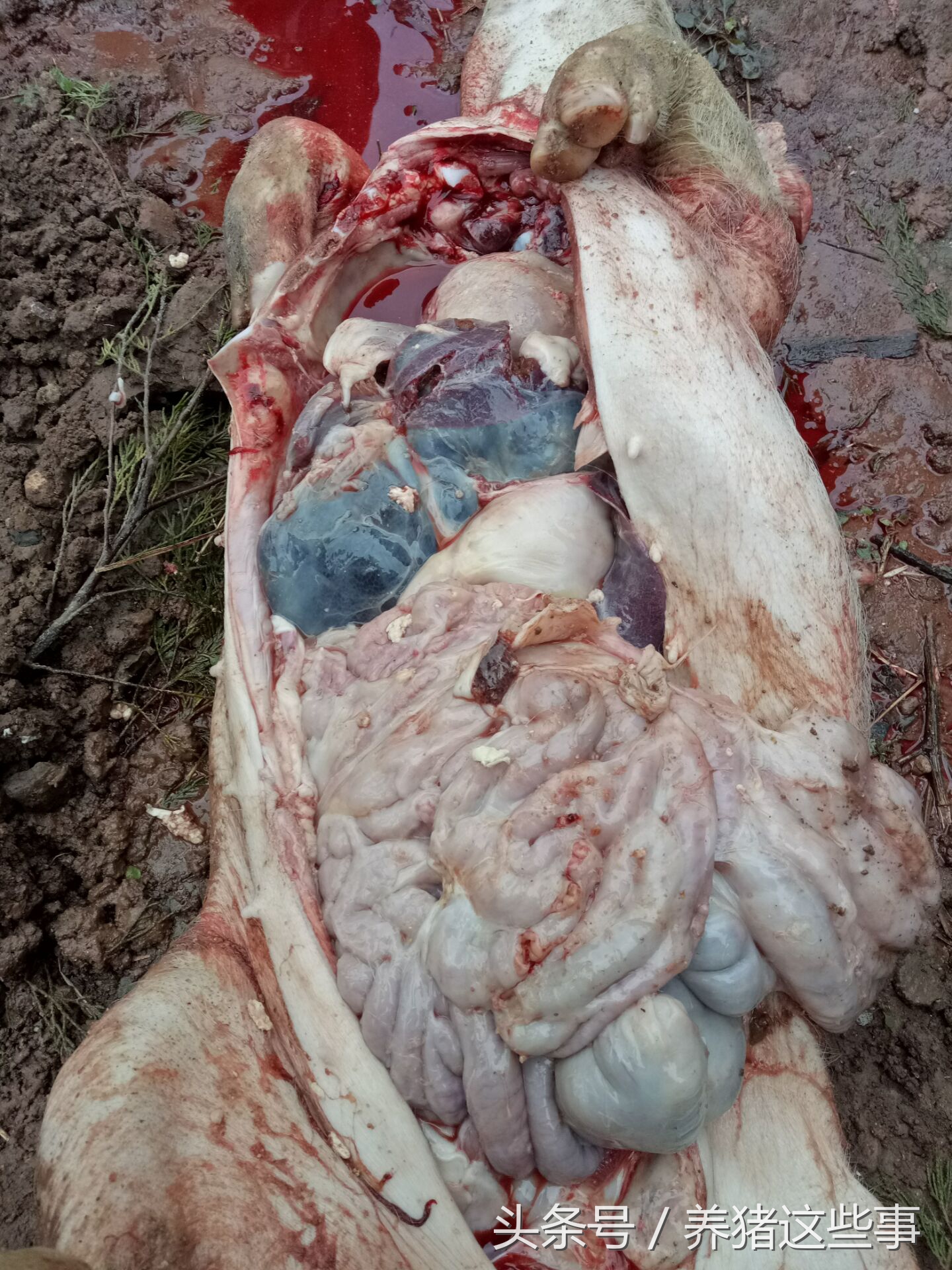 副猪嗜血杆菌病的主要临床表现为,副猪嗜血杆菌病症状和治疗方法