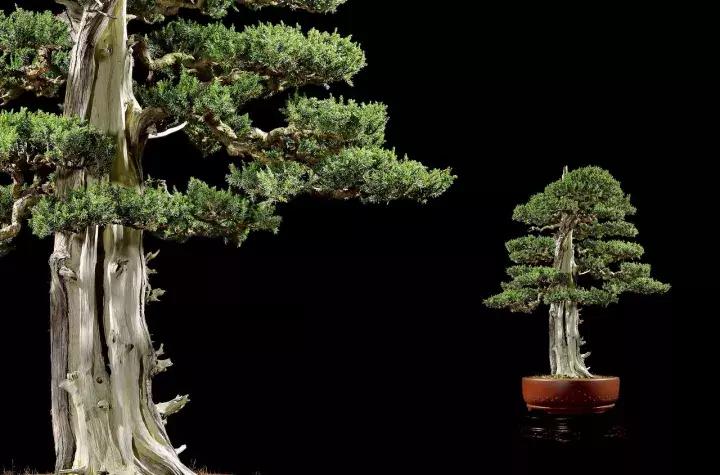 三角枫盆景精品欣赏 (三角枫对节白蜡盆景图片大全欣赏)