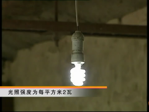 新款斗鸡养殖版,斗鸡的养殖技术视频播放