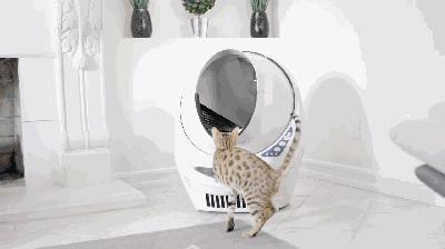 养猫如何不铲屎,什么猫不用铲屎呢