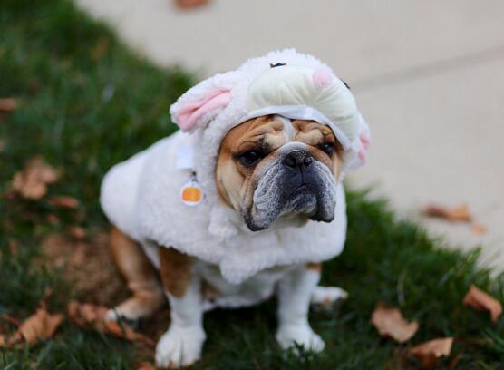 犬种百科之泰迪,犬种百科之比熊