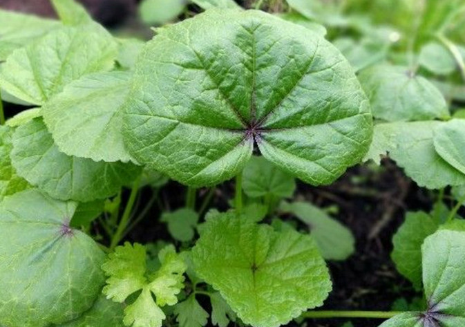 农村这“菜”说来也奇怪，天气越冷长得越好，种一次可摘很多次