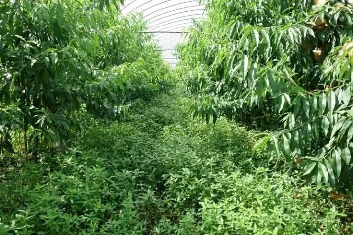 种桃树有什么讲究桃树怎么管理,桃树种植管理方法及注意事项