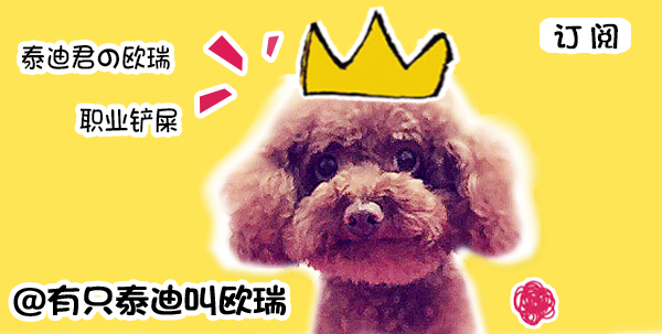 二哈把猫咪按在枕头底下,猫咪的窝被两只狗狗霸占