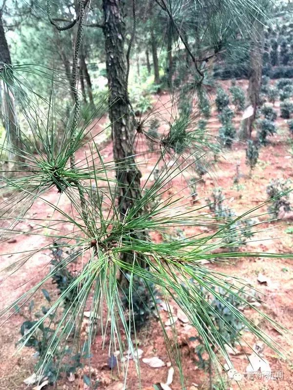 清远龙颈钟家村,龙颈镇钟家村