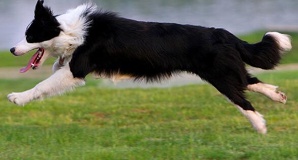 边境牧羊犬的饮食特征图片,牧羊犬饲养饮食的基本知识