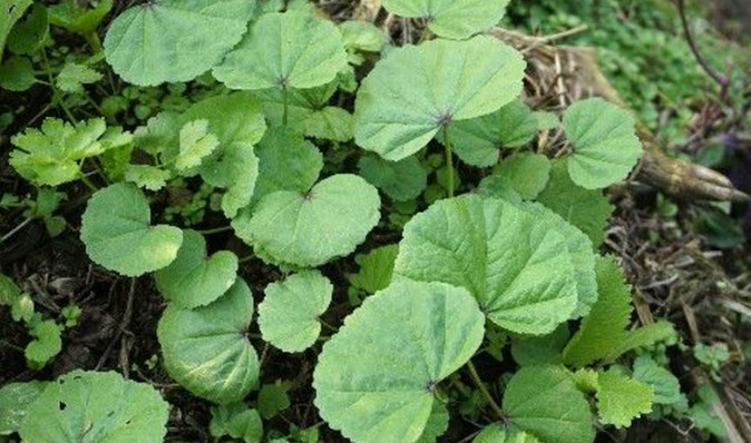 农村这“菜”说来也奇怪，天气越冷长得越好，种一次可摘很多次