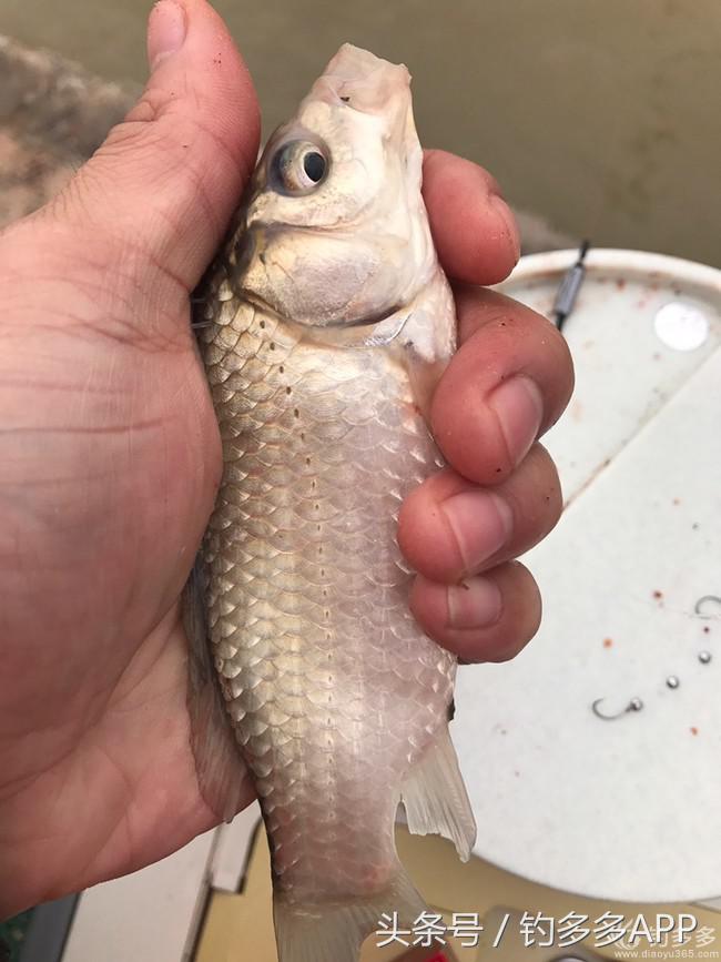 学钓鱼没点狠劲还真不行,鱼竿教学入门零基础野钓
