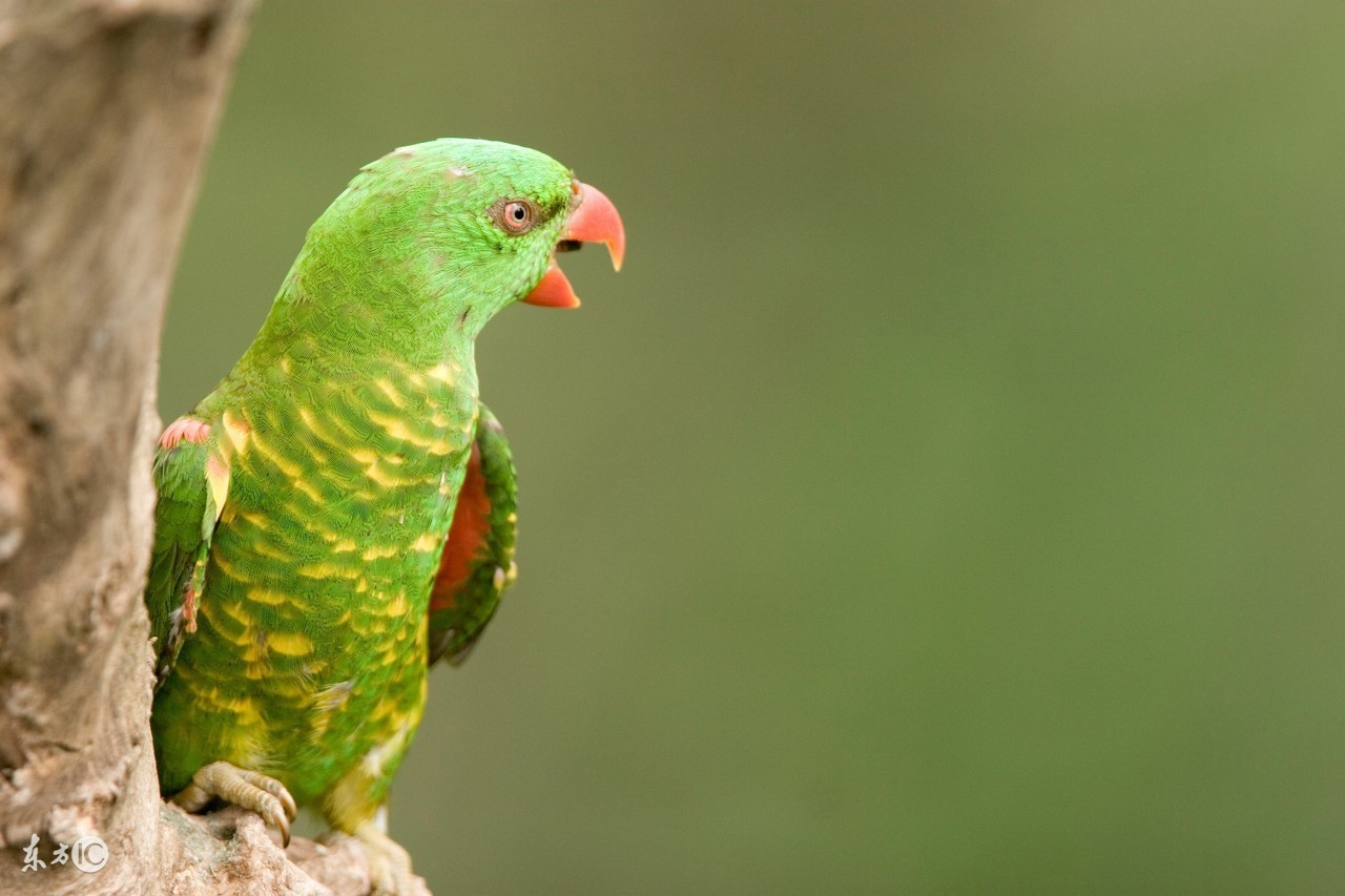 聪明的鹦鹉,聪明的鹦鹉童话故事