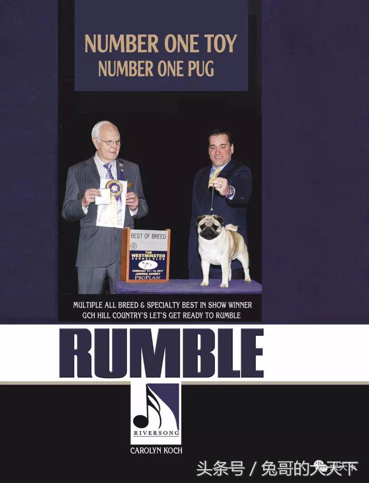 akc最受欢迎犬种排名,akc将犬种分为七个组别分别是