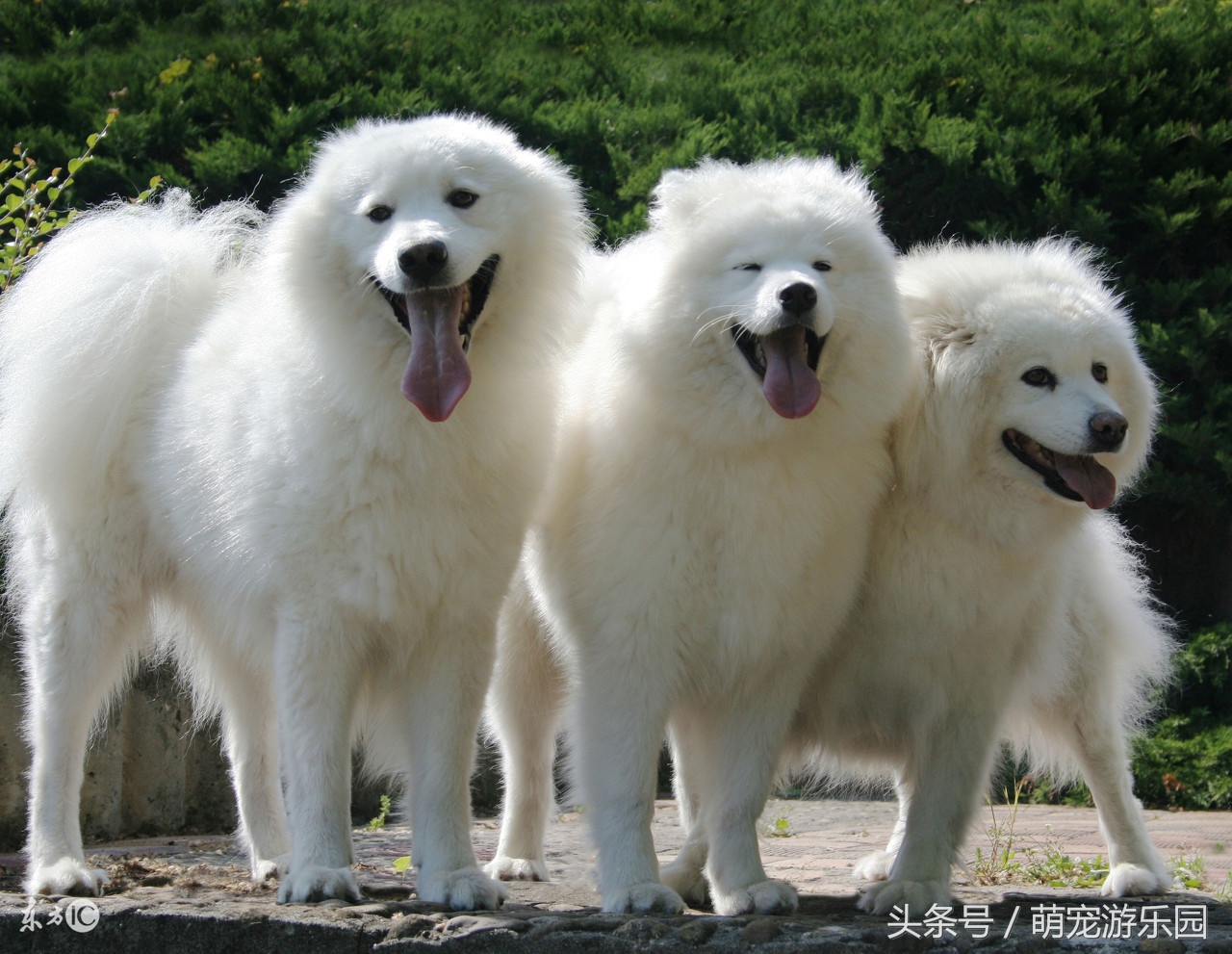 萨摩耶幼犬容易得什么病,萨摩耶幼犬容易得什么病症