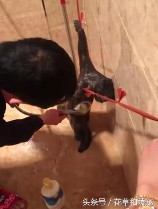 猫咪不愿意洗澡怎么给猫清洁,猫咪不洗澡有什么办法吗