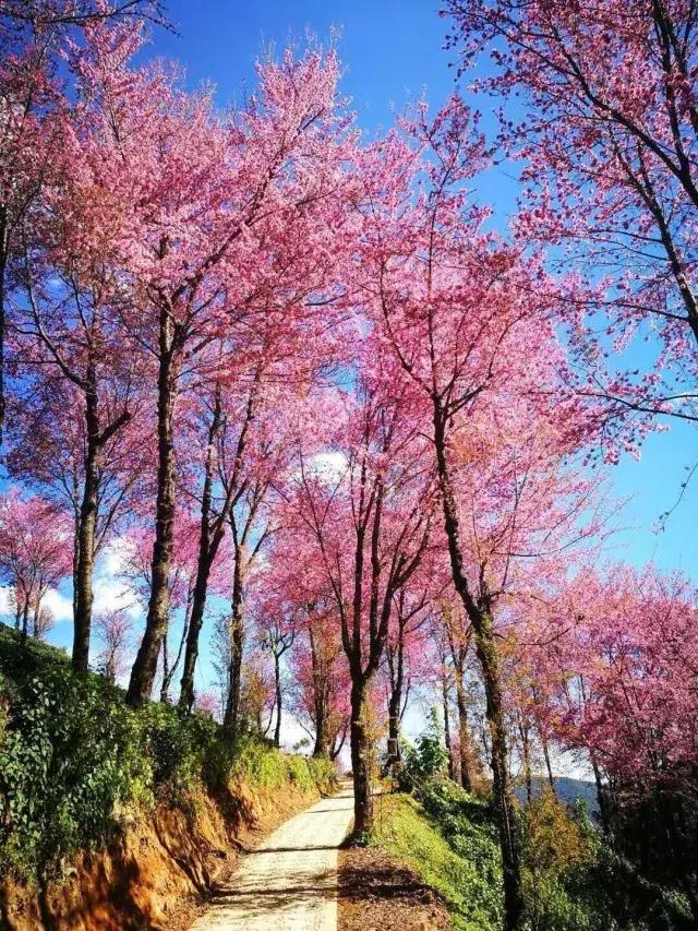 无量山樱花谷夏天,无量山樱花谷雾里看花