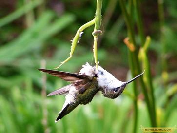 无声地杀戮者——螳螂！