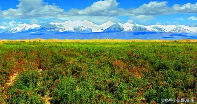 新疆精河枸杞贡果,新疆精华枸杞