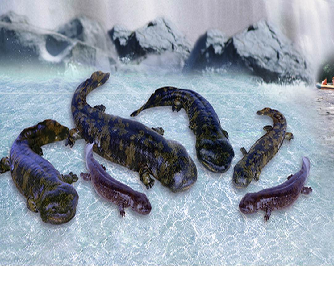 娃娃鱼为什么会缩水,为什么娃娃鱼能生存到现代