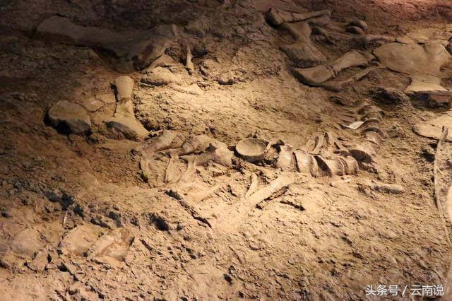 禄丰世界恐龙谷相约一亿年,世界恐龙谷和禄丰恐龙地质公园