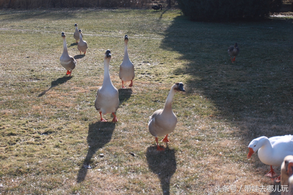 奥森附近小动物乐园,奥森公园世外桃源