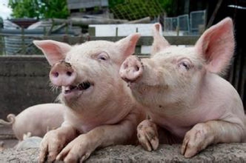 仔猪气喘用什么药最好,仔猪气喘病用什么药