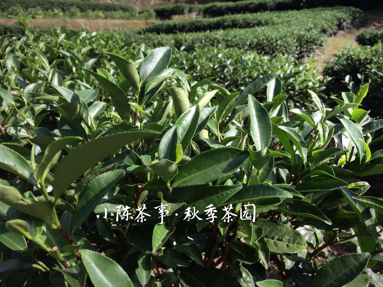 白茶知识100问,20秒了解白茶全集