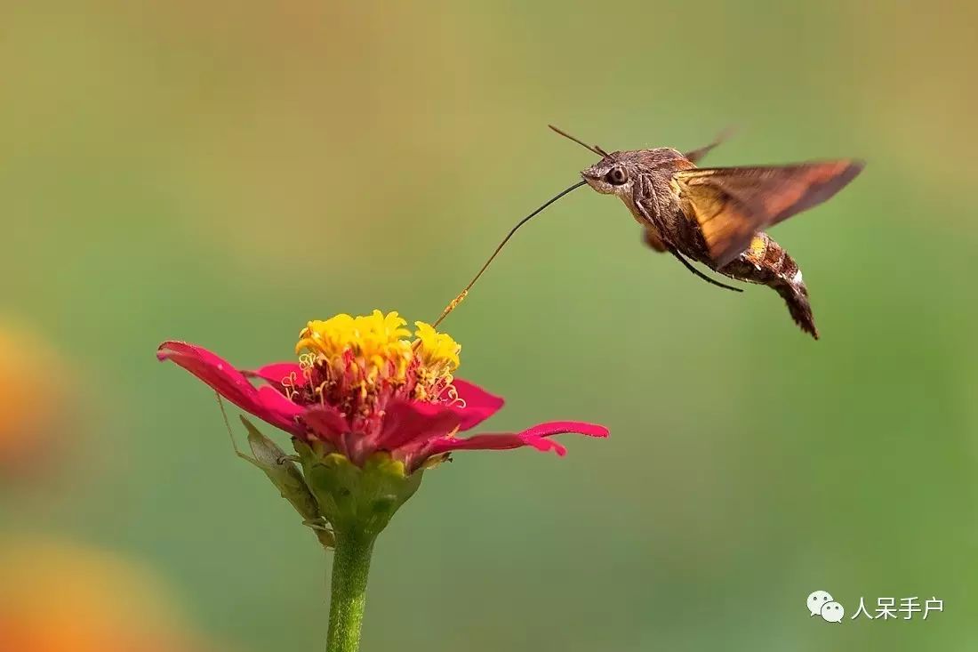 如何分辨蛾子的幼虫和蝴蝶的幼虫,蛾子和蝴蝶哪个身体纤细体毛少