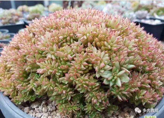 韩国大棚多肉视频,韩国原装进口多肉大棚
