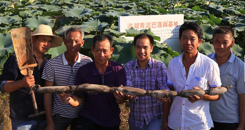 洪湖80后夫妻网络直播挖藕，“青泥巴”里一年淘金600万